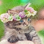 001 Koте декор 